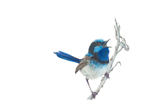 Blue Wren greeting card