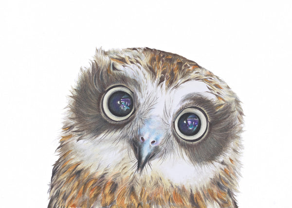 Boobook Owl greeting card