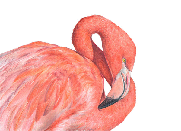 Flamingo greeting card