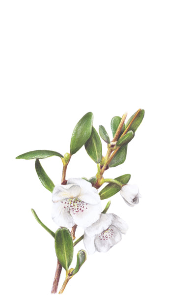 Leatherwood Flower greeting card