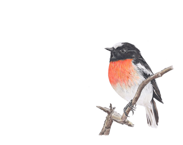 Scarlet Robin greeting card
