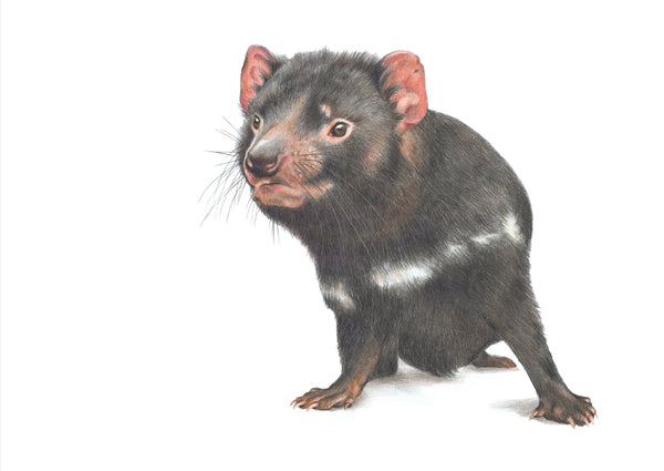 Tasmanian Devil greeting card