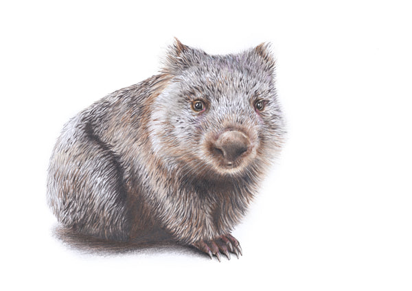 Wombat greeting card