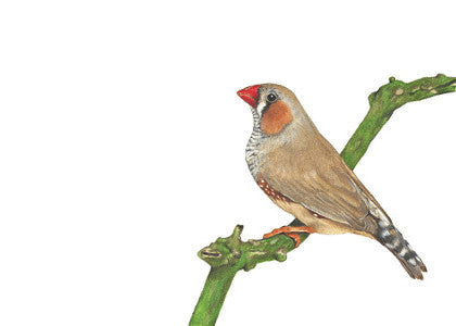 Zebra Finch greeting card
