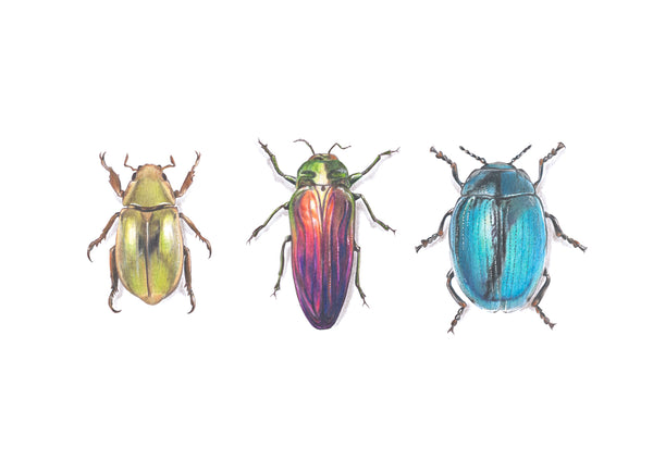 Scarab Beetles greeting card