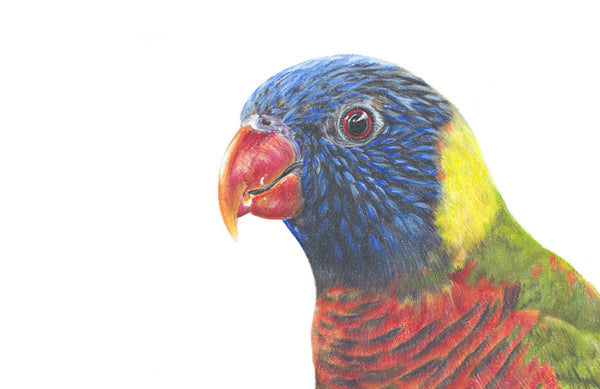 Rainbow Lorikeet greeting card